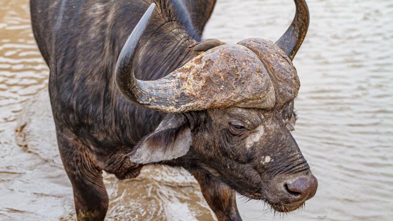 The Cape buffalo (Syncerus caffer)