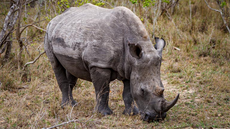 The White Rhino (Ceratotherium Simum)